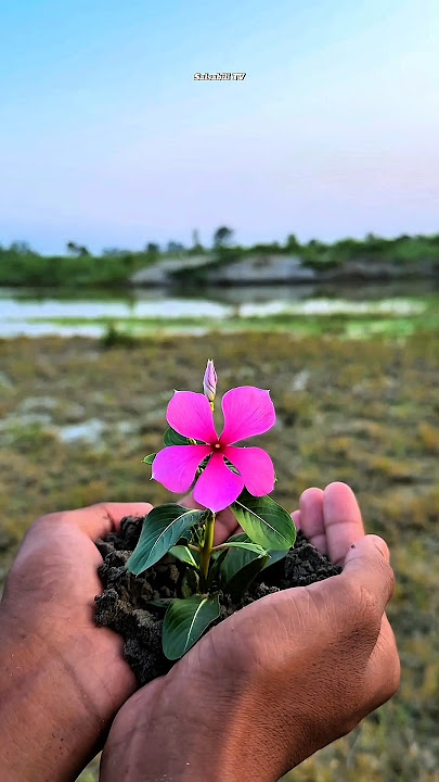 MEMBUAT VIDEO INDAH DENGAN BUNGA ??