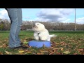 3 Tips for Training Small Dogs 3 Tips for Training Small Dogs