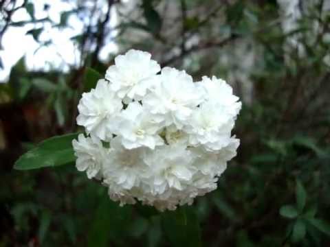 Featured image of post Buque De Noiva Planta : Ganha destaque especial quando plantado isolado ou pequenos grupos, inserido em um cenário romântico, mas também é adequado para a formação de cercas vivas e renques em grupos.