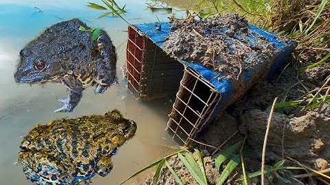 Đặt Bẫy Ếch Vùng Núi Tưởng Đâu Thất Thu Ai Ngờ Lại Trúng Lớn