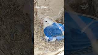 Blue Opaline #lovebirds #birds #youtubeshorts