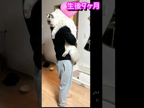 ビックリ仰天　サイベリアンはこんなに大きくなります　大型猫種のもふもふ子猫　まだまだおおきくなるよ　#shorts