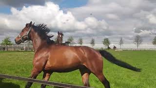 Hippisch Centrum Nootdorp, de paarden en ponys op het land