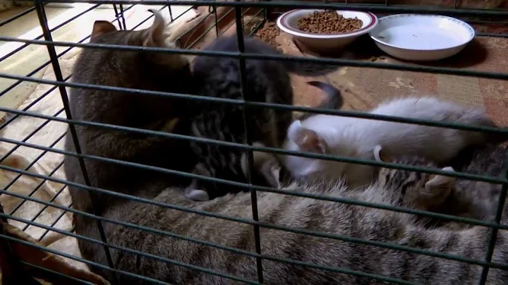 Watch the video about Lynx Hybrid - Exotic Highland Lynx Kittens 6 weeks old 8-20-13