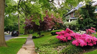 Exploring a Rainy Spring Day: Stroll Through a Historic American Suburb [Nature Sounds for Relaxing]