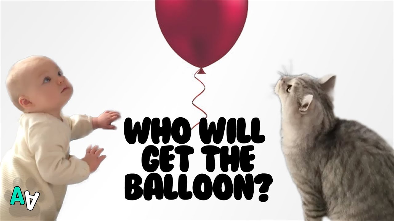 camera iphone 8 plus apk Baby and Cat Both Vie for Ownership of Balloon