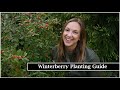 Guide de plantation de baies dhiver  plantation de berry poppins winterberry holly  ferme de fleurs de northlawn