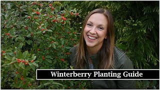 Winterberry Planting Guide Planting Berry Poppins Winterberry Holly Northlawn Flower Farm