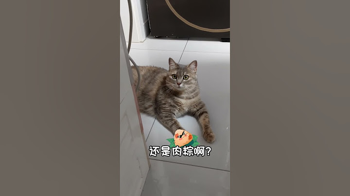 爱你哟#端午节 #粽子 #babycat #cat #kitten #喵星人 #猫 #cute
