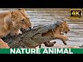 Crocodile VS Big Cat | Hippo War on the Deadliest Plains of Africa | Wildlife Documentary