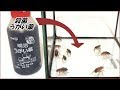 蟻戦争Ⅲ#138 不衛生なゴキブリを「イソジン」でうがいさせたら信じがたい結果になった。編~The result of garaged the cockroachite itself.~