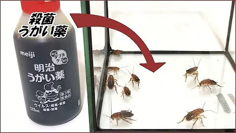 増えすぎた赤ちゃんゴキブリをアリに処分してもらった Mp3