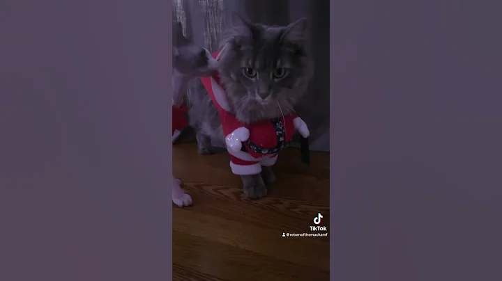 Watch the video about #youtubeshorts #cat #trending #sphynx #pets #christmas #youtubeshorts #funny #cute #happy #foryou