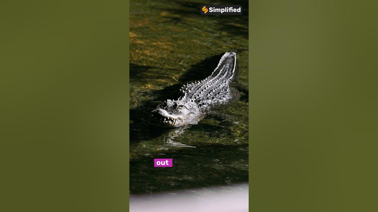 All Short Animal Facts - Crocodiles - YouTube