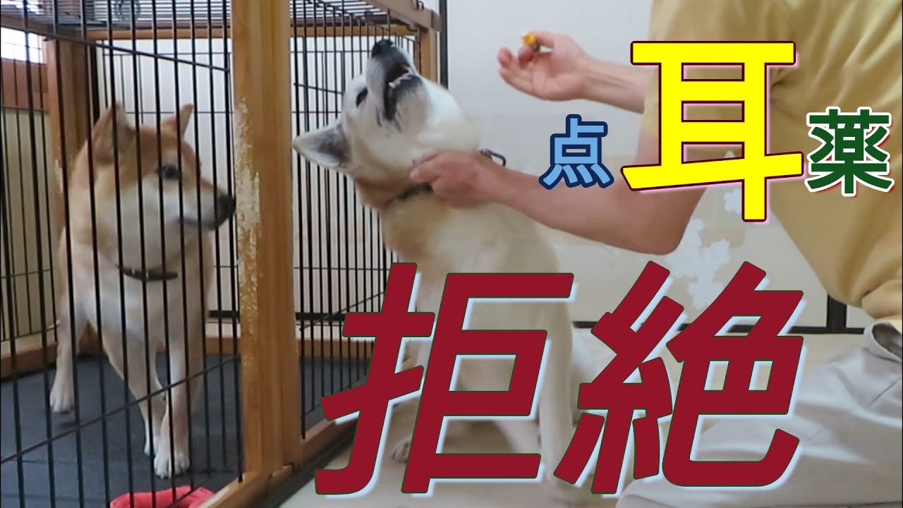 点耳薬から逃げ回る先輩犬ちゃめと見守り役の後輩犬まめ Youtube 点耳薬から逃げ回る先輩犬ちゃめと見守り役の後輩犬まめ Youtube
