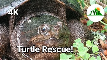 Snapping Turtle Rescued From Road!