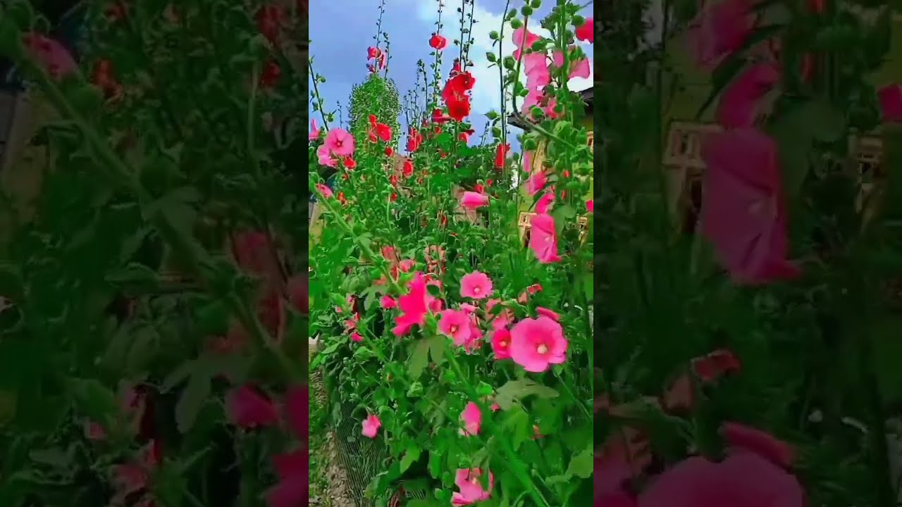 Rinda ho short video flowers