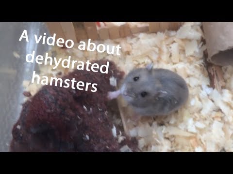 dehydrated hamster