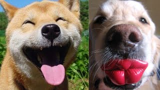 TikTok Animals That Will Make You Smile