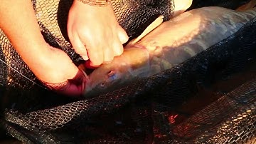 Prologic third carp fishing video "REACHING THE LAST METER HD VIDEO"