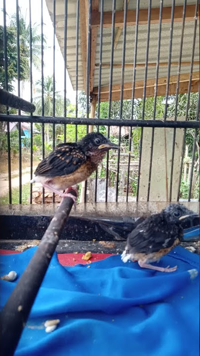 suara anakan murai batu