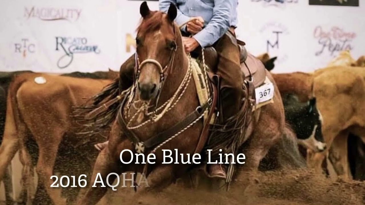 One Blue Line- 2016 AQHA Red Roan Gelding