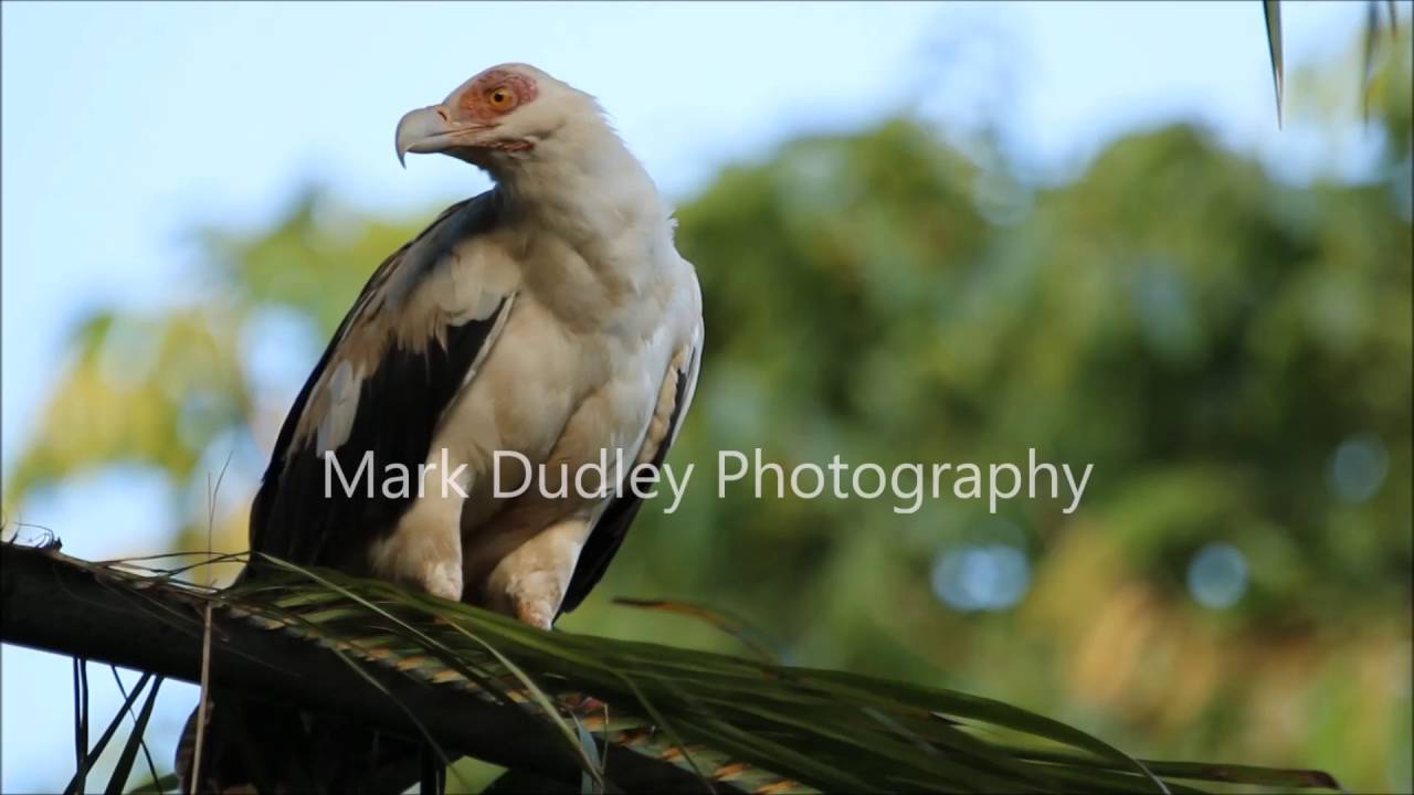 Palm Nut Vulture chased African Greys 