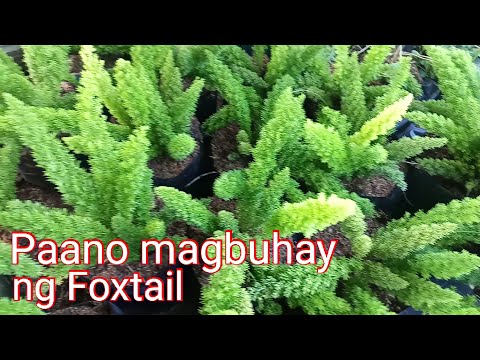 Video: Pagtatanim ng Mga Halaman ng Fox Sedge – Matuto Tungkol sa Pamamahala ng Fox Sedge Sa Hardin