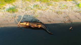 Drone Video of Large Alligators in Lake Okeechobee