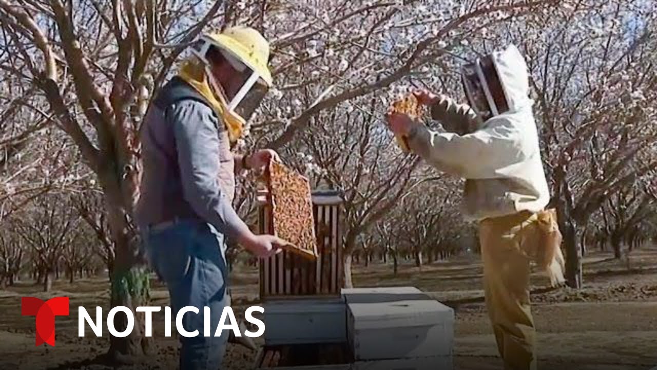 Aumenta el robo de abejas usadas en cultivos de almendras en California | Noticias Telemundo