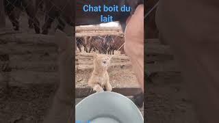 Ils Sont Trop A Cherché Le Pis De La