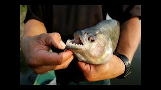 Piranhas swallowed a bull's head for half a minute \ Пираньи за полминуты обглодали голову быка #24