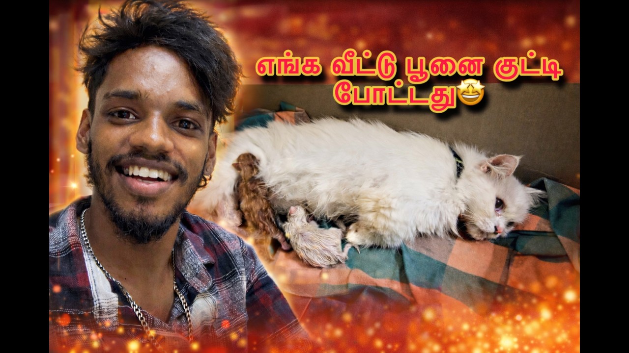 😻 Enga veetu poona kutty pouturuku🤩🤩 ellarum sema happy😍💯 #lifestyle #catlover #trendingvideo