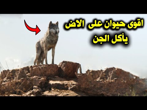 فيديو: لكي تخاف من الذئاب - لا تذهب إلى الغابة. أو ما هي الصعوبات التي تنتظر عالم النفس الذي يريد الحصول على عملاء عبر الإنترنت