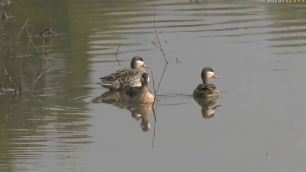 sindile faku Aug 01, 2017- Sunrise- These Red Billed Teals with Tayla could be a new bird for your list