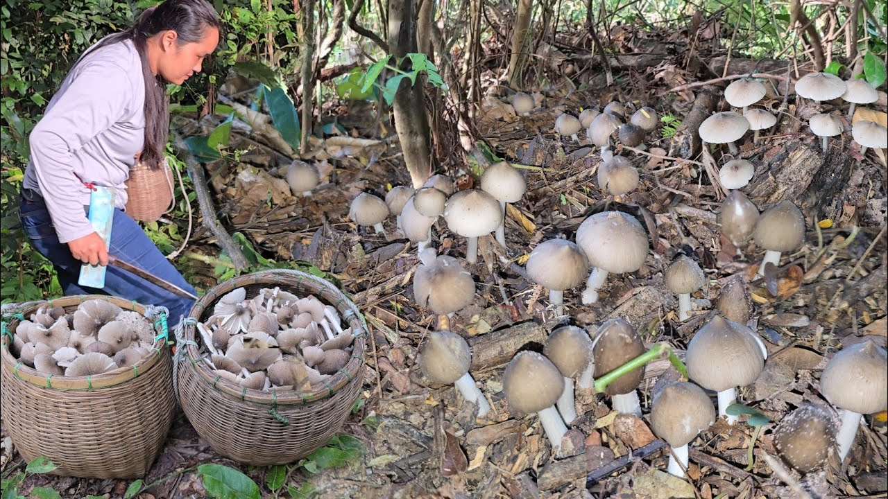 เก็บเห็ดวันนี้!!อลังการเห็ดปลวกจิกหมู่เดียวเก็บได้เป็นหาบ!! ส่งท้ายผฤดูฝน ต้อนรับฤดูหนาว!!22ต.ค2568