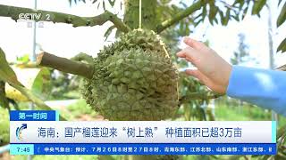 [第一时间]海南：国产榴莲迎来“树上熟” 种植面积已超3万亩| 财经风云