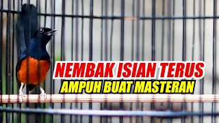 Tembakan Murai Batu Tanpa Henti full Isian❗️🔥Masteran dan Pancingan Murai Batu cepat Bongkar Isian