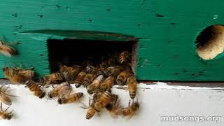 July 2018 Beekeeping Archive, Including Hive Inspection (mudsongs.org)