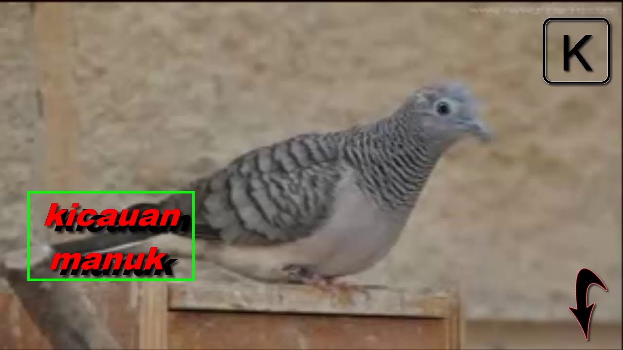 Uji Perkutu Jantan Dengan Suara Perkutut Ini Youtube