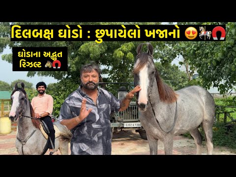 Dilbaksh 🧲😍 | Jay Sakariya | Marwari Horse | Covering : 78783 35151 | Horse Lover | Horsemanship