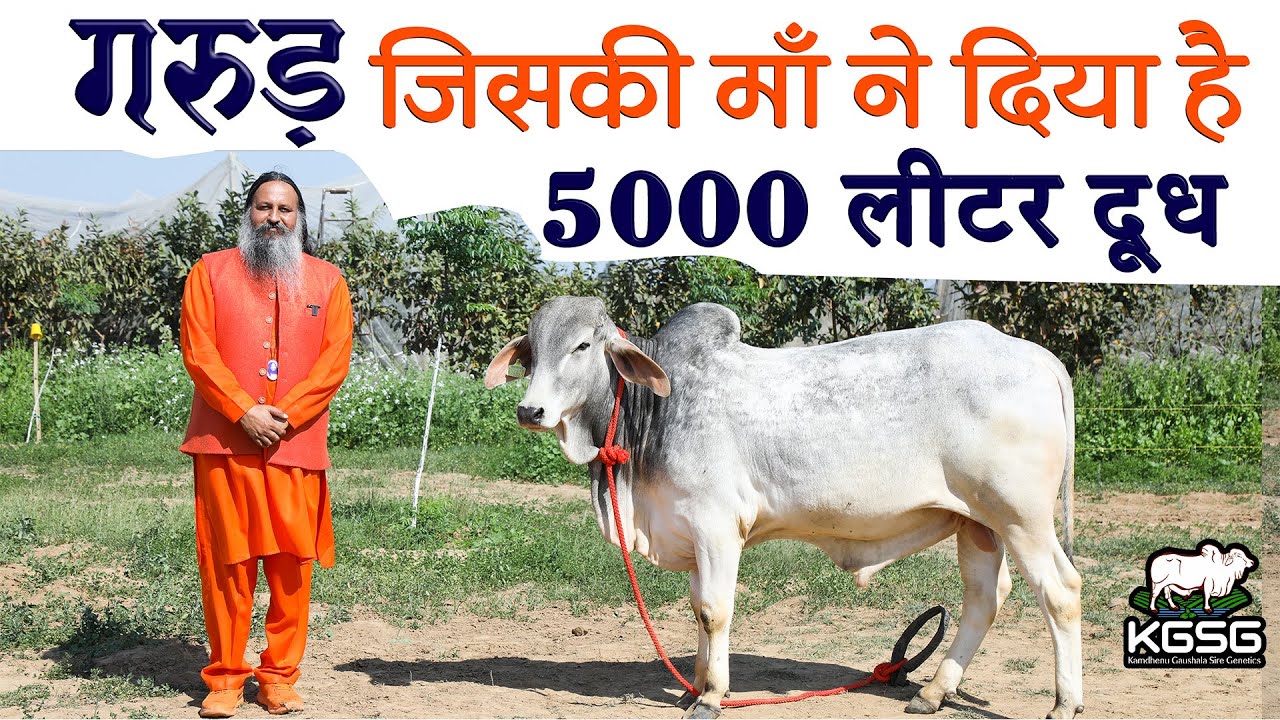 गरुड़ जिसकी माँ ने दिया है 5000 लिटर दूध | #tharparkar #kgsg #tharparkarBulls #cows #topBulls #ccbf