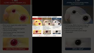 love bird different mutation eye color