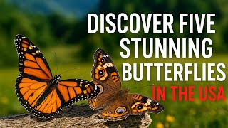 Discover Five STUNNING Butterflies in the USA 🇺🇸