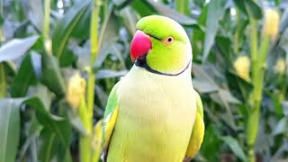 Natural  Parrot Sounds