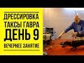 Дрессировка таксы Гавра. День 9. Вечернее занятие