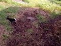 Three Baby Goats Play King of the Cinder Block