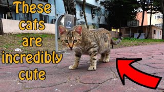 Five Adult Cats Eating Food | Angry Cat | Cute Cats screenshot 5