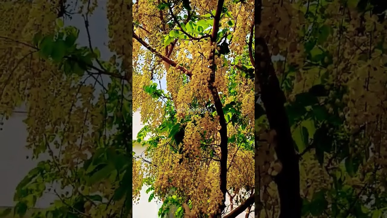 Beautiful Amaltas trees 🎄 lovely yellow flower tree 