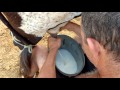 Tirando leite das vacas de manhã no curral. Dos 4 bicos de uma só vez...